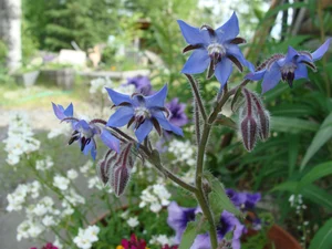 Borage in Wendy's garden