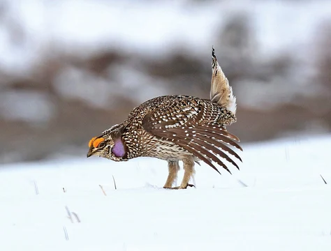 Sharp Tailed Grouse