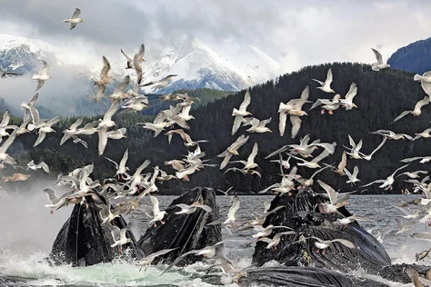 Humpback whales bubble-net feeding