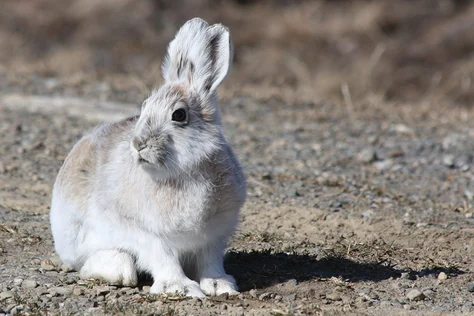 Alaska Hare