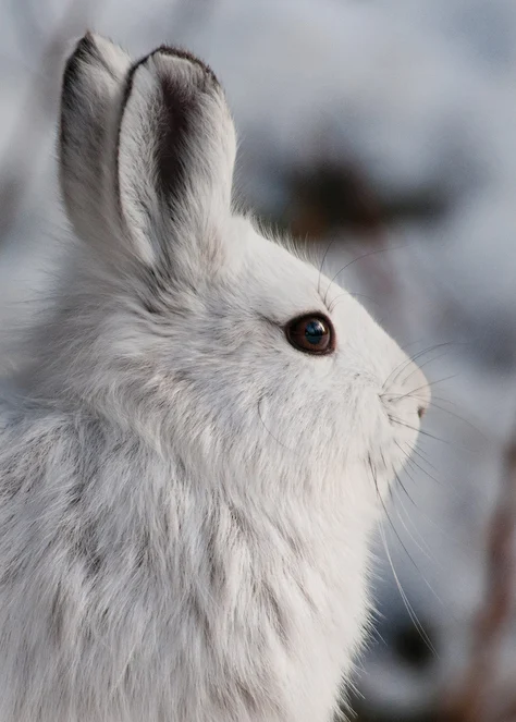 Snowshoe Hare