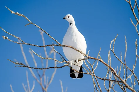 Willow Ptarmigan