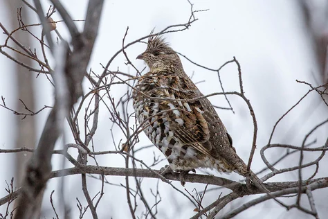 Ruffed Grouse