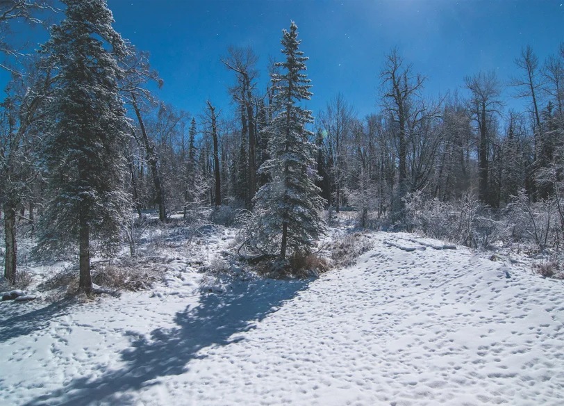 View of snow covered ground and trees