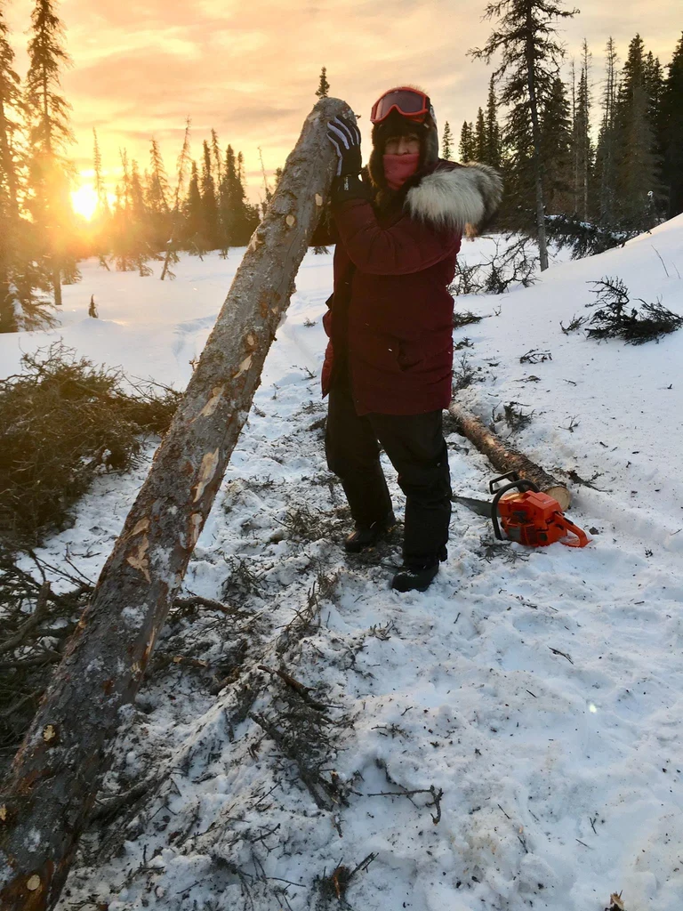 Person propping up a cut and stripped spruce tree