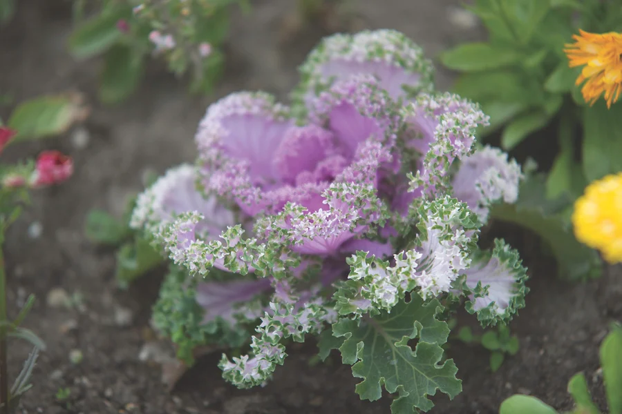 Kale plant