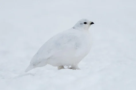 White Tailed Ptarmigan