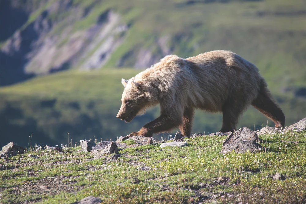 Brown bear trekking through mountainous landscape