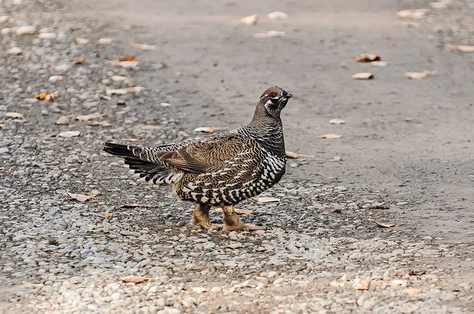 Spruce Grouse