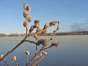 Pussy willows