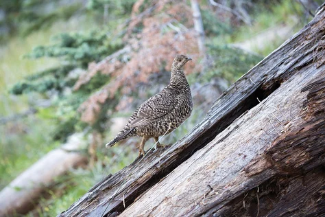 Sooty Grouse
