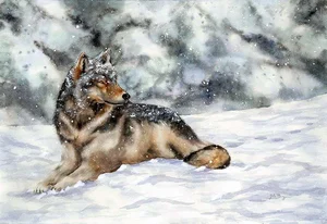 Winter Wolf - Listening to the soft sounds of a wintry forest, this wolf rests contentedly.